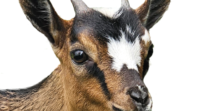 Geitje voor een Karweitje